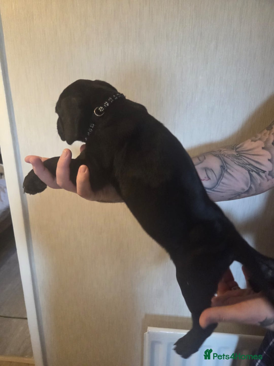 Cane Corso dogs for sale: Purebred champion bloodline cane corso puppies - Image 8