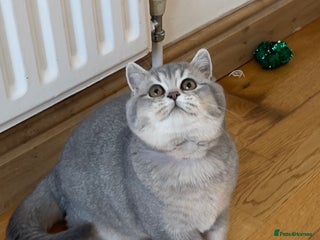 British Shorthair cats 🚨One Girl Ready to leave 🚨GCCF British Shorthair - Advert 2