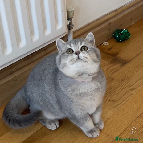 British Shorthair cats 🚨One Girl Ready to leave 🚨GCCF British Shorthair - Advert 3
