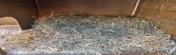 Mixed Breed rabbits for sale: Two gorgeous bonded boy rabbits for sale - Advert 10