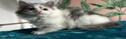Siberian cats for sale: Pedigree Regisyered Siberian Kittens - Advert 4