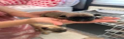 Frug dogs for sale: 5x Frug puppy’s in Rainham - Advert 3
