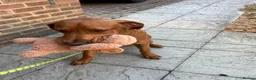 Labrador Retriever dogs for sale: Beautiful 7month old male fox red lab  - Advert 6
