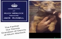 Jack Russell dogs for sale: rare coloured jack russel terriers - Image 14