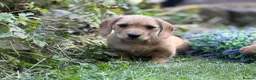 Mixed Breed dogs for sale: Two beautiful dachshund x schweenie  in Chester - Advert 8