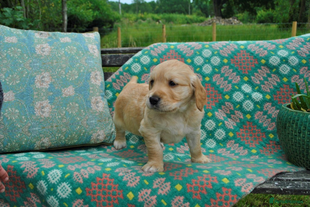 Golden Retriever dogs for sale: 🐾 KC Registered Golden Retriever Puppies 🐾 - Image 20