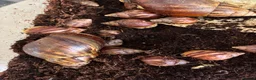 Snails invertebrates for sale: Giant African albino land snails  - Advert 5