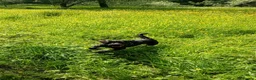 Springador dogs for sale: 8 month old springador Oreo  in Bolton - Advert 2