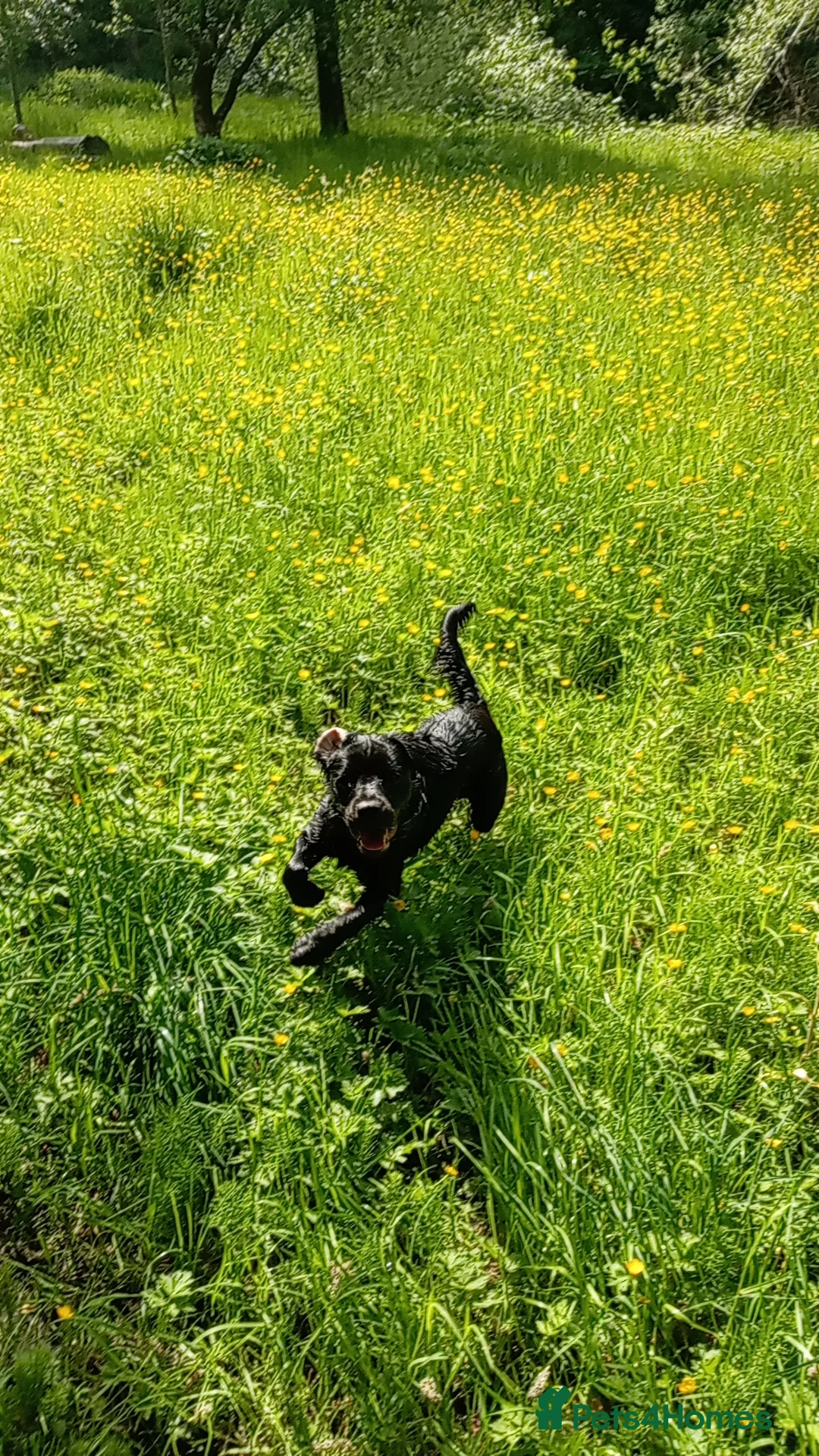 Springador dogs for sale: 8 month old springador Oreo  in Bolton - Advert 2