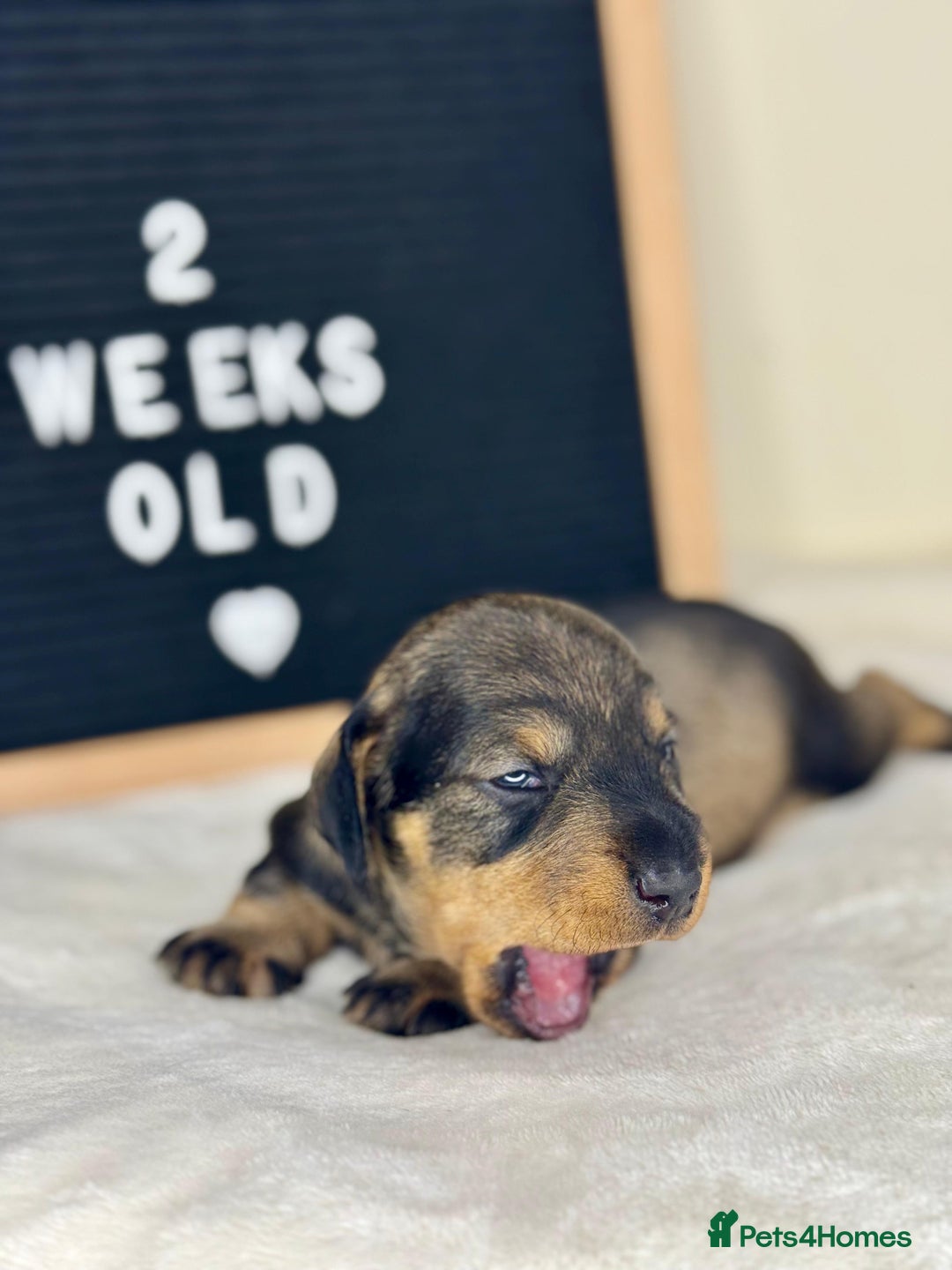 Miniature Dachshund dogs for sale: KC reg mini wires PRA LAFORA clear  - Advert 7