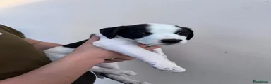 Male black dot 
