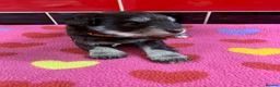Miniature Schnauzer dogs for sale: 5* LICENSED RKC CHOCOLATE SCHNAUZER LITTER - Advert 4