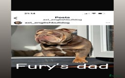 English Bulldog dogs for stud: 🔥FURY🔥 - Image 20