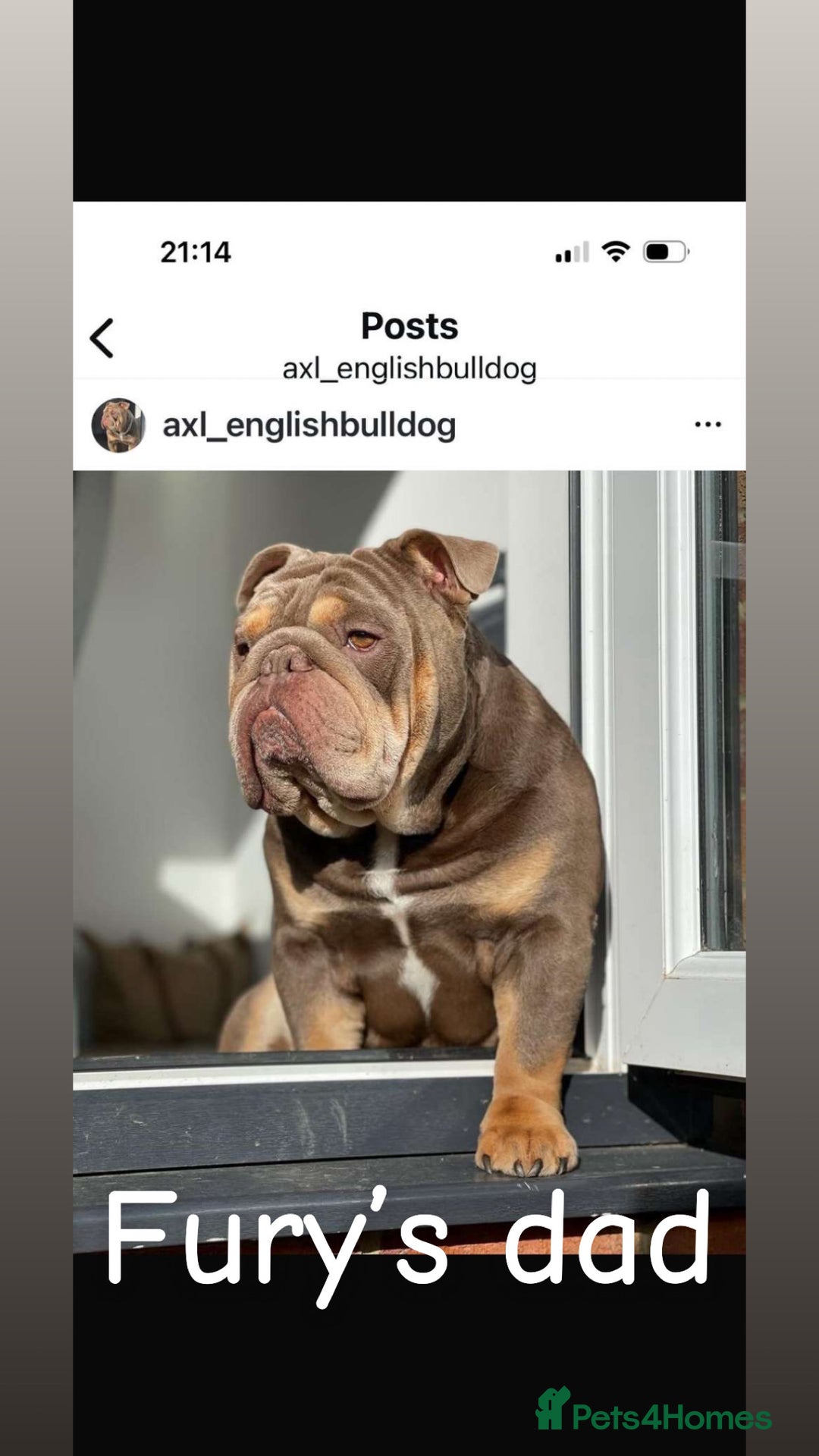 English Bulldog dogs for stud: 🔥FURY🔥 - Image 20
