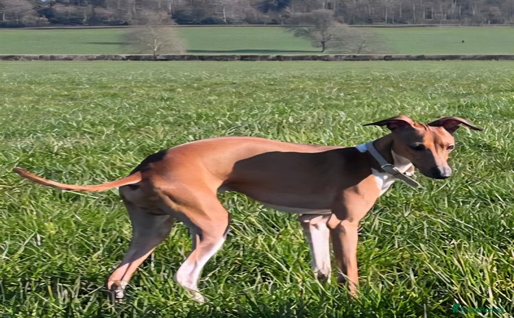 Italian Greyhound dogs - Advert 1