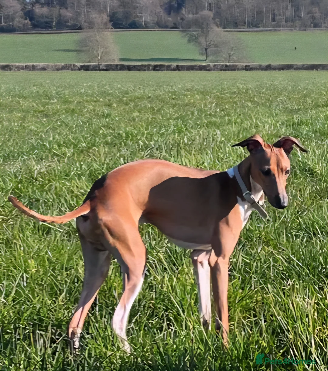 Italian Greyhound dogs for stud: Proven KC Italian Greyhound Stud from champ lines - Advert 2