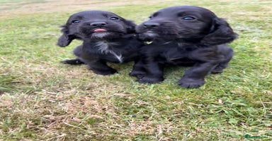 Cocker Spaniel dogs - Advert 7