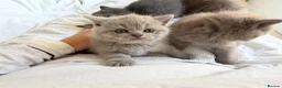 British Shorthair cats for sale: Beautiful British Shorthair blue&lilac Kittens - Advert 15