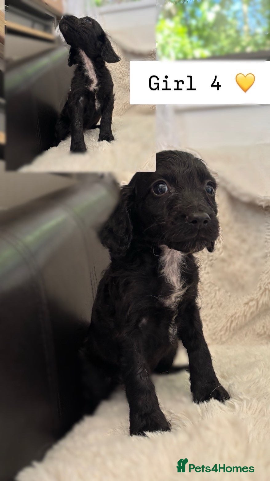 Cockapoo dogs for sale: Spinger poo  - Advert 2