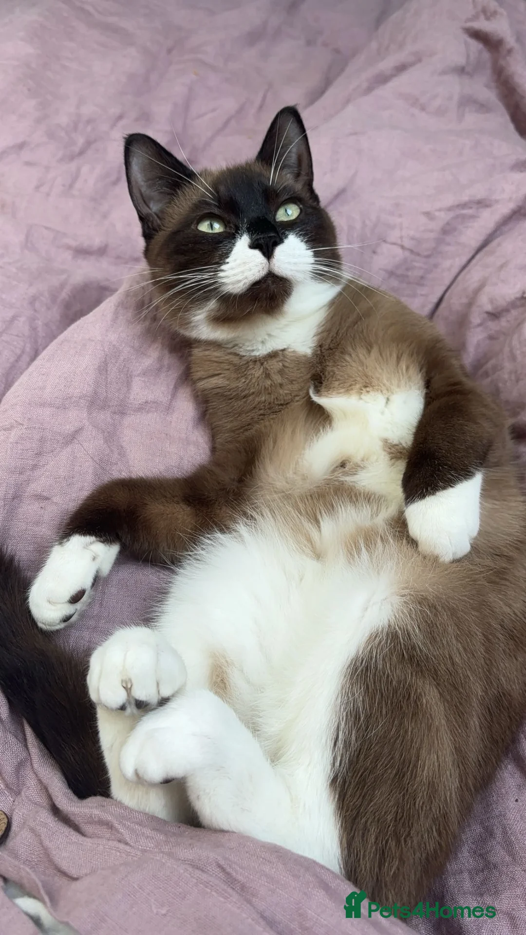 Snowshoe cats for sale: Mr Fox needs a new home! - Advert 1