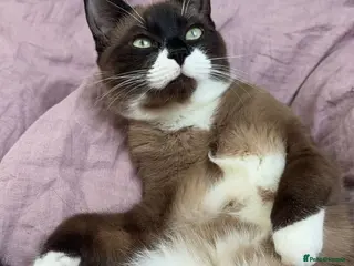 Snowshoe cats Mr Fox needs a new home! - Advert 3