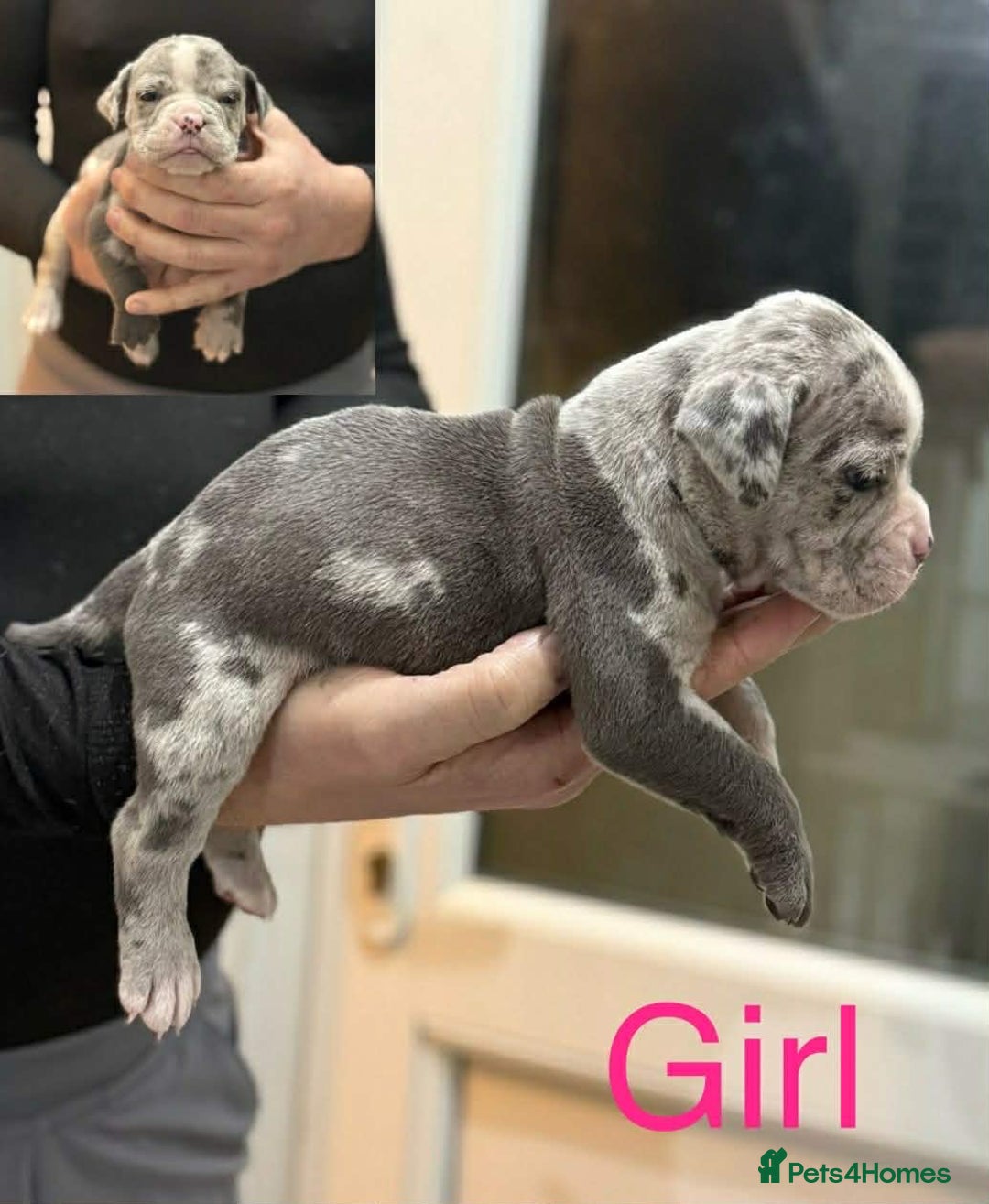 Dorset Olde Tyme Bulldogge dogs for sale: Olde English bulldog pups for sale - Advert 5