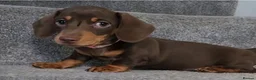 Miniature Dachshund dogs for sale: Beautiful Miniature Dachshund Puppies in Perth - Advert 2