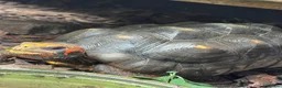 Tortoise reptiles for sale: Breeding pair of red foot tortoises  - Advert 2
