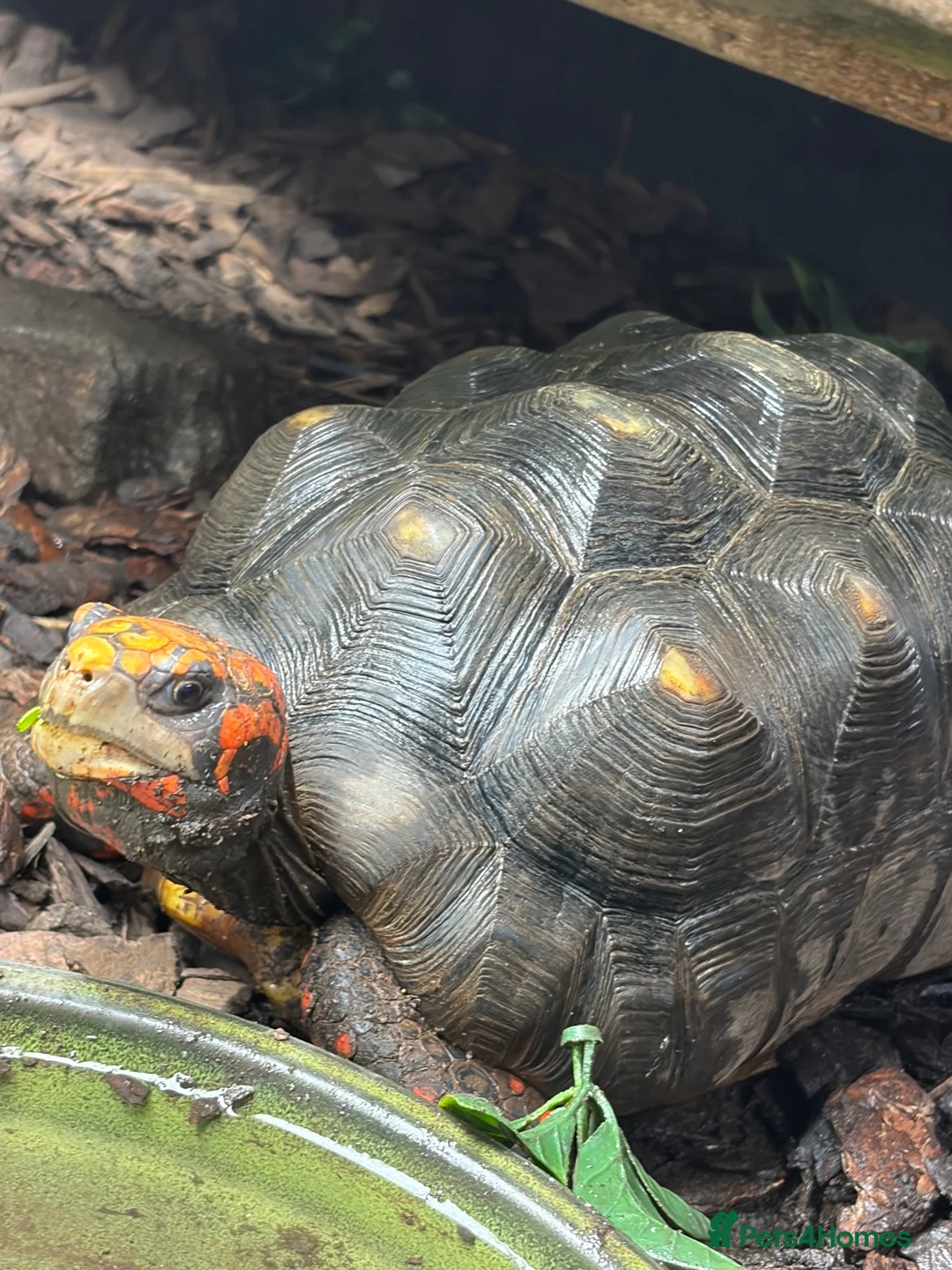Tortoise reptiles for sale: Breeding pair of red foot tortoises  - Advert 2