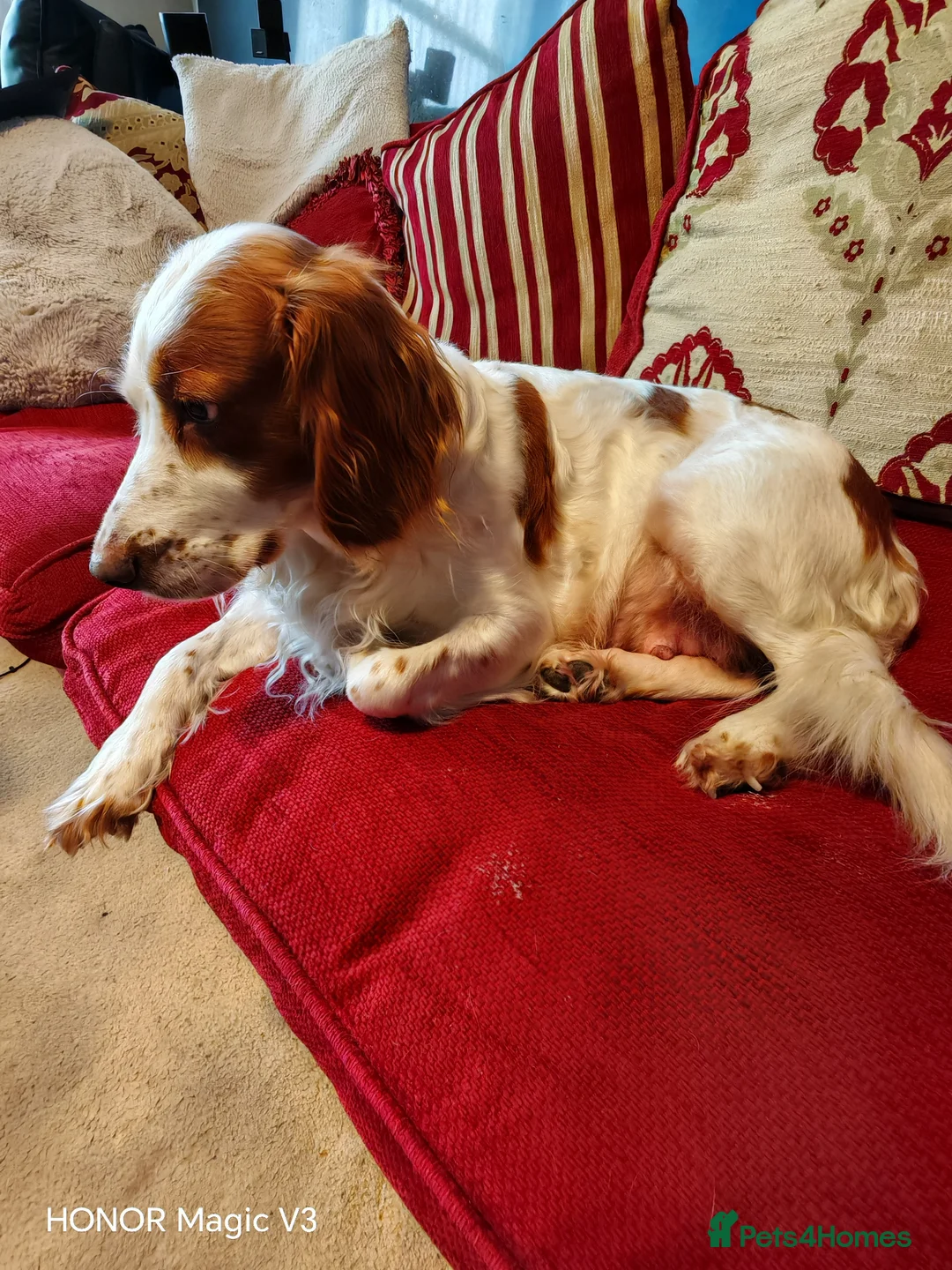 Cockerdor dogs for sale: Cockerdors from working lines. - Advert 2