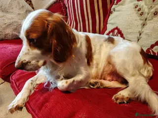 Cockerdor dogs Cockerdors from working lines. - Advert 1