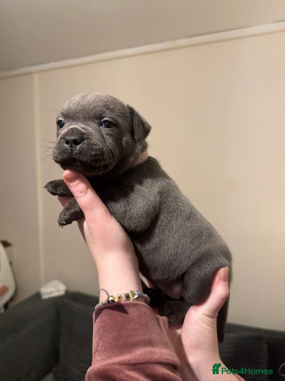 Staffordshire Bull Terrier dogs for sale: Blue Staffordshire bull terrier pups - Advert 2