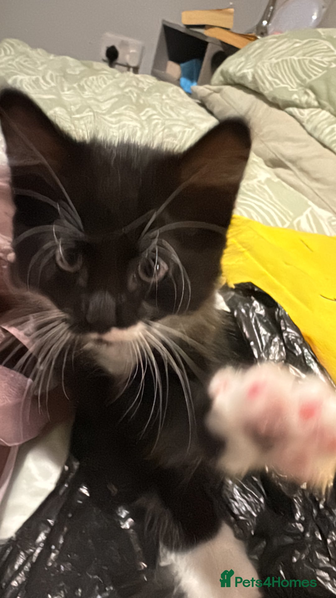 Domestic Shorthair cats for sale: 3 lovely black and white kittens - Image 14