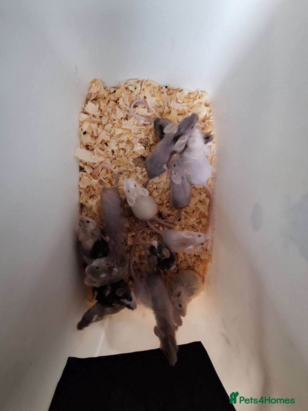 Mouse rodents for sale: Fancy pet mice for sale £8 each  - Advert 14