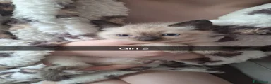Ragamese Kitten 6