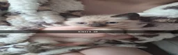 Ragamese cats for sale: Ragamese kittens 1 male Left.  - Advert 8