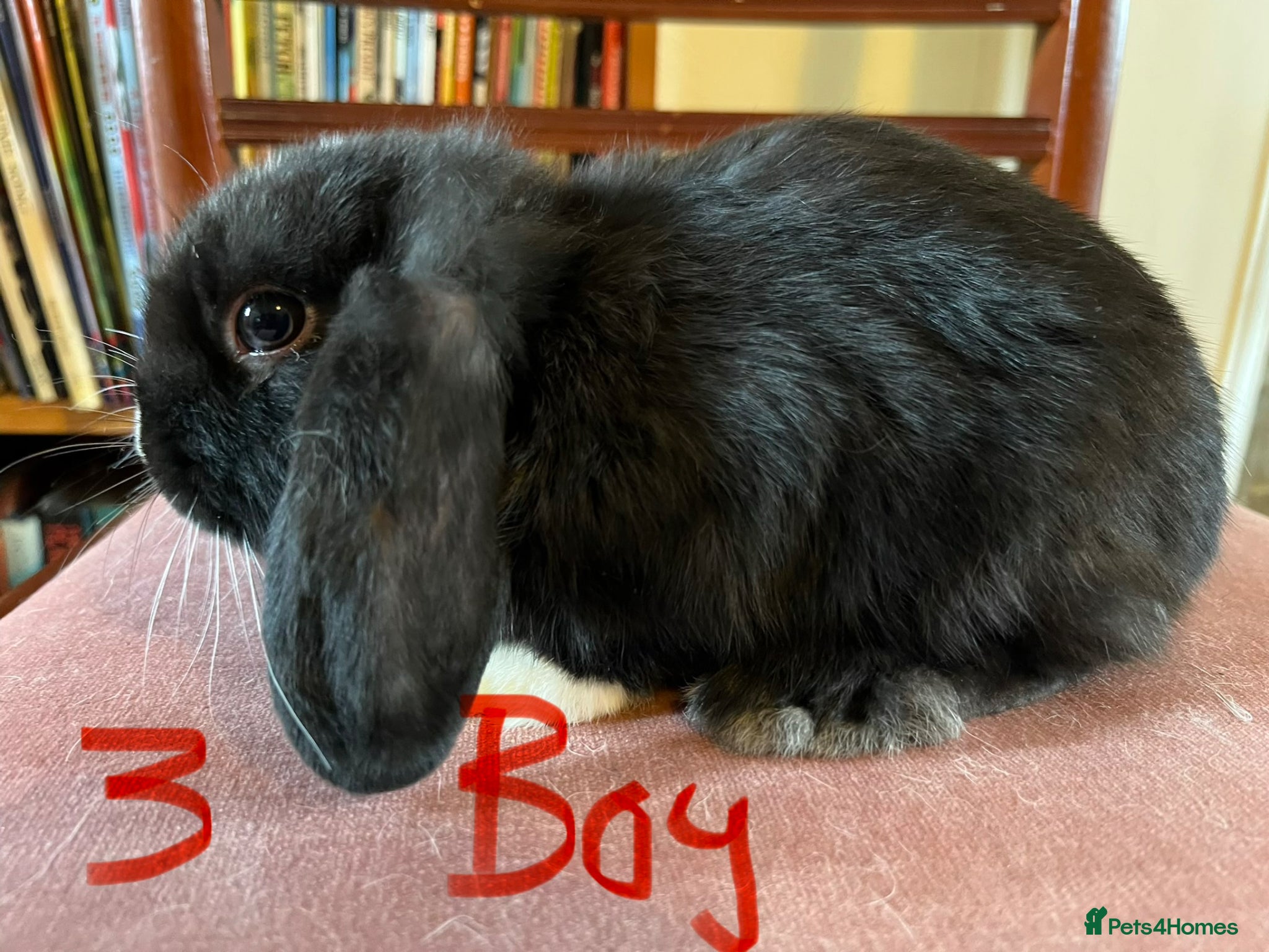 Mini Lop rabbits Lovely Mini Lop Babies - Advert 2