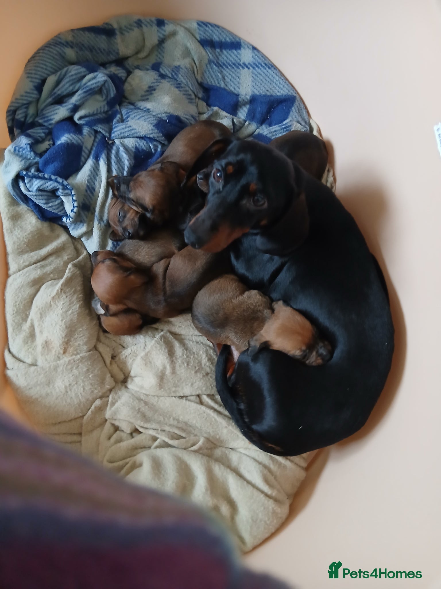 Dachshund dogs Dachshund puppies - Advert 15