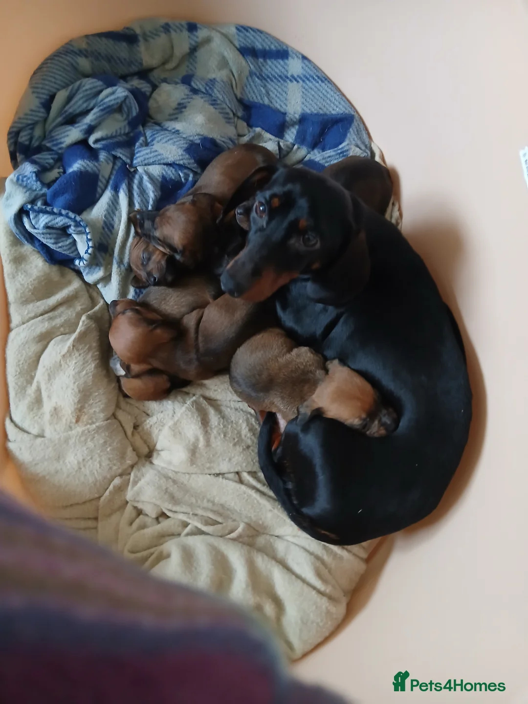 Dachshund dogs for sale: Dachshund puppies - Advert 1