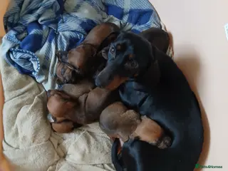 Dachshund dogs Dachshund puppies - Advert 15