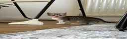 Mixed Breed cats for sale: Lovely 4 Kittens Ready To Collect From Today!!😻 in Wellingborough - Advert 3