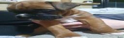 Boxer dogs for sale: Beautiful Boxer Puppies - Advert 8