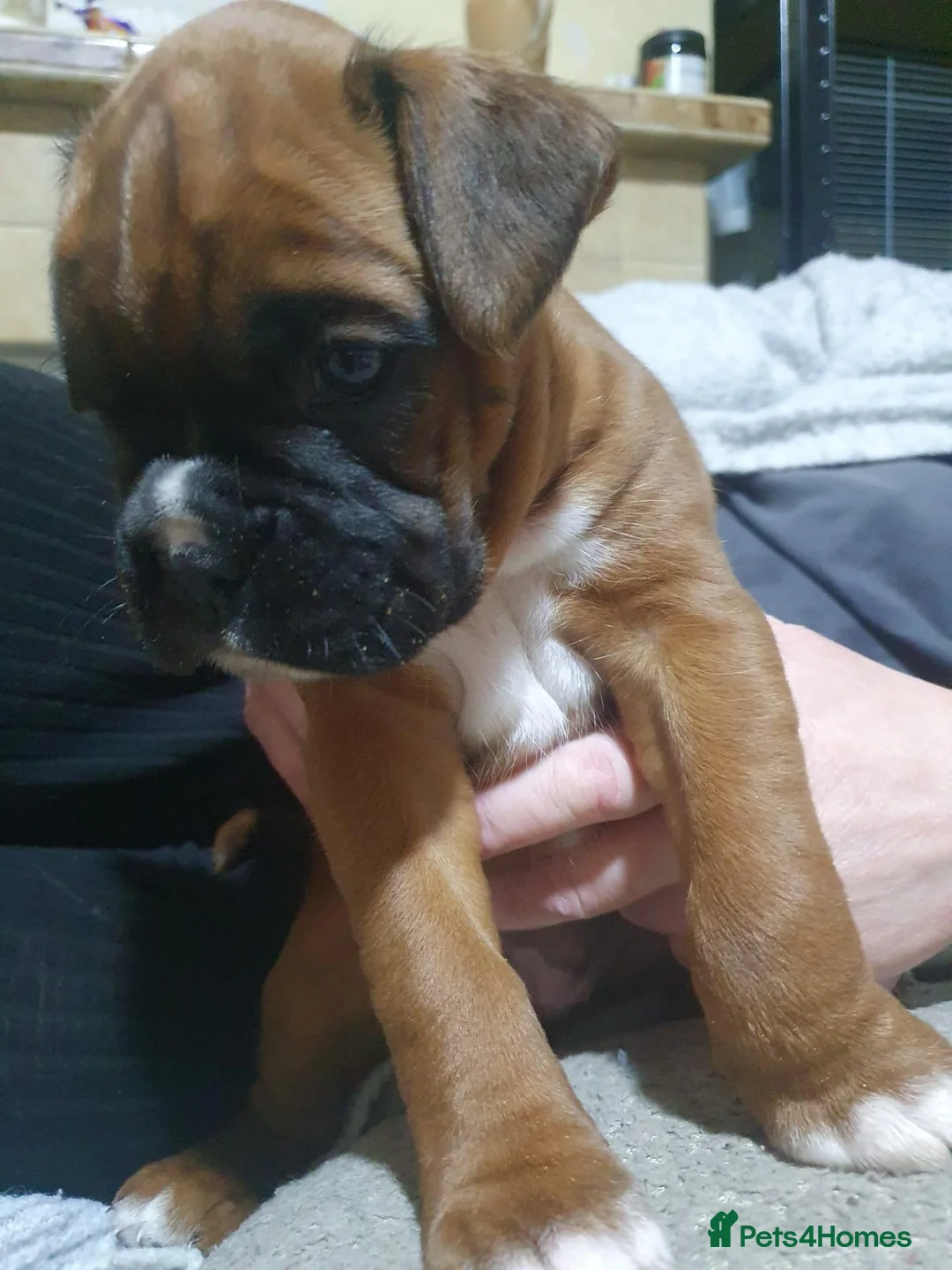 Boxer dogs for sale: Beautiful Boxer Puppies - Advert 8