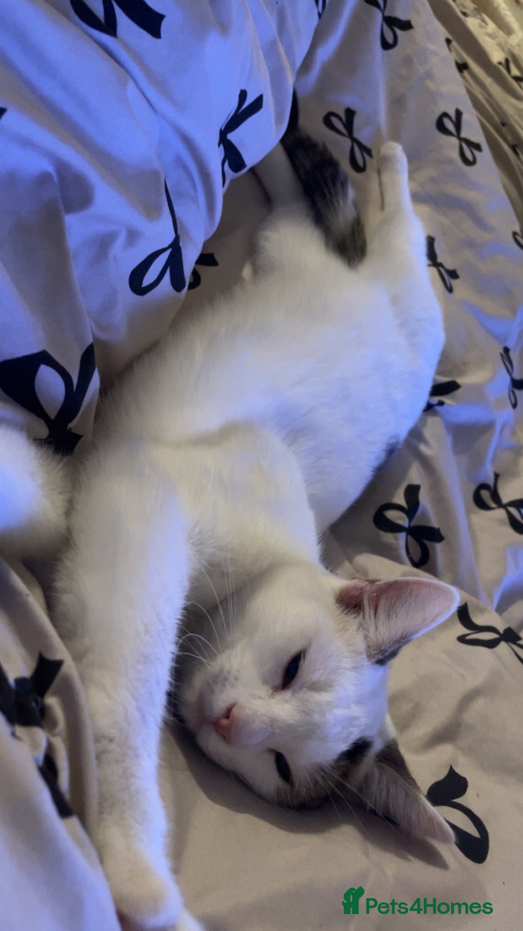 British Shorthair cats female cat for sale - Advert 1