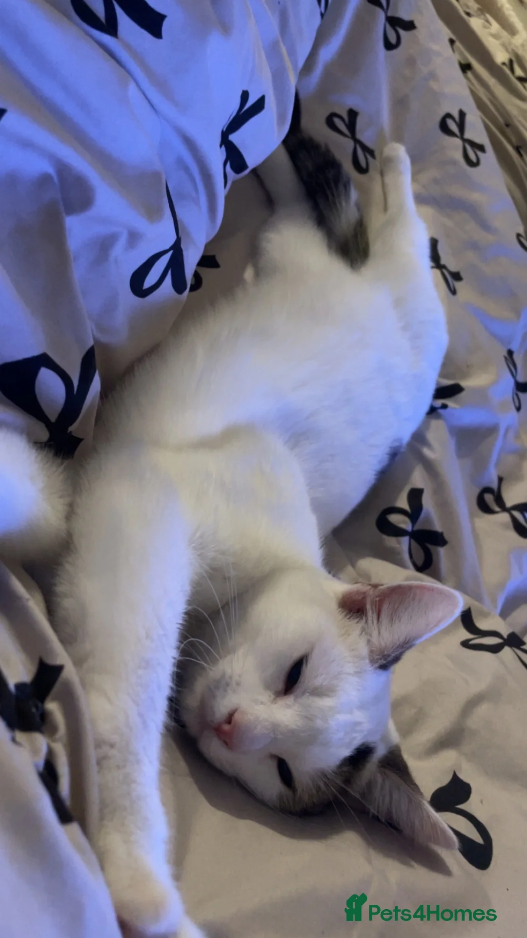 British Shorthair cats for sale: female cat for sale - Advert 1