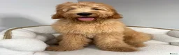 Goldendoodle dogs for stud: StandardGoldendoodle Stud–Intelligent,Non-Shedding in Loughborough - Advert 17