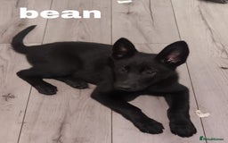 Mixed Breed dogs for sale: Mal X (shepinois) puppies for sale! - Image 7