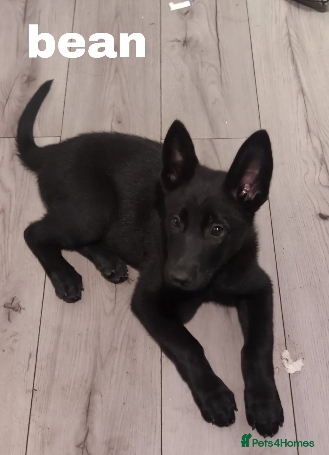 Mixed Breed dogs for sale: Mal X (shepinois) puppies for sale! - Image 7