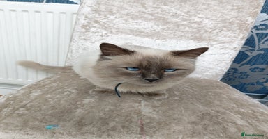Ragdoll cats - Advert 11