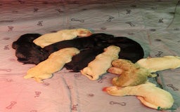 Goldendoodle dogs for sale: Quality goldendoodle puppies  - Image 5